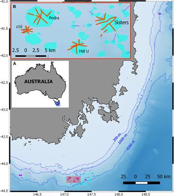 Identifying Black Corals and Octocorals From Deep-Sea Imagery for Ecological Assessments: Trade-Offs Between Morphology and Taxonomy